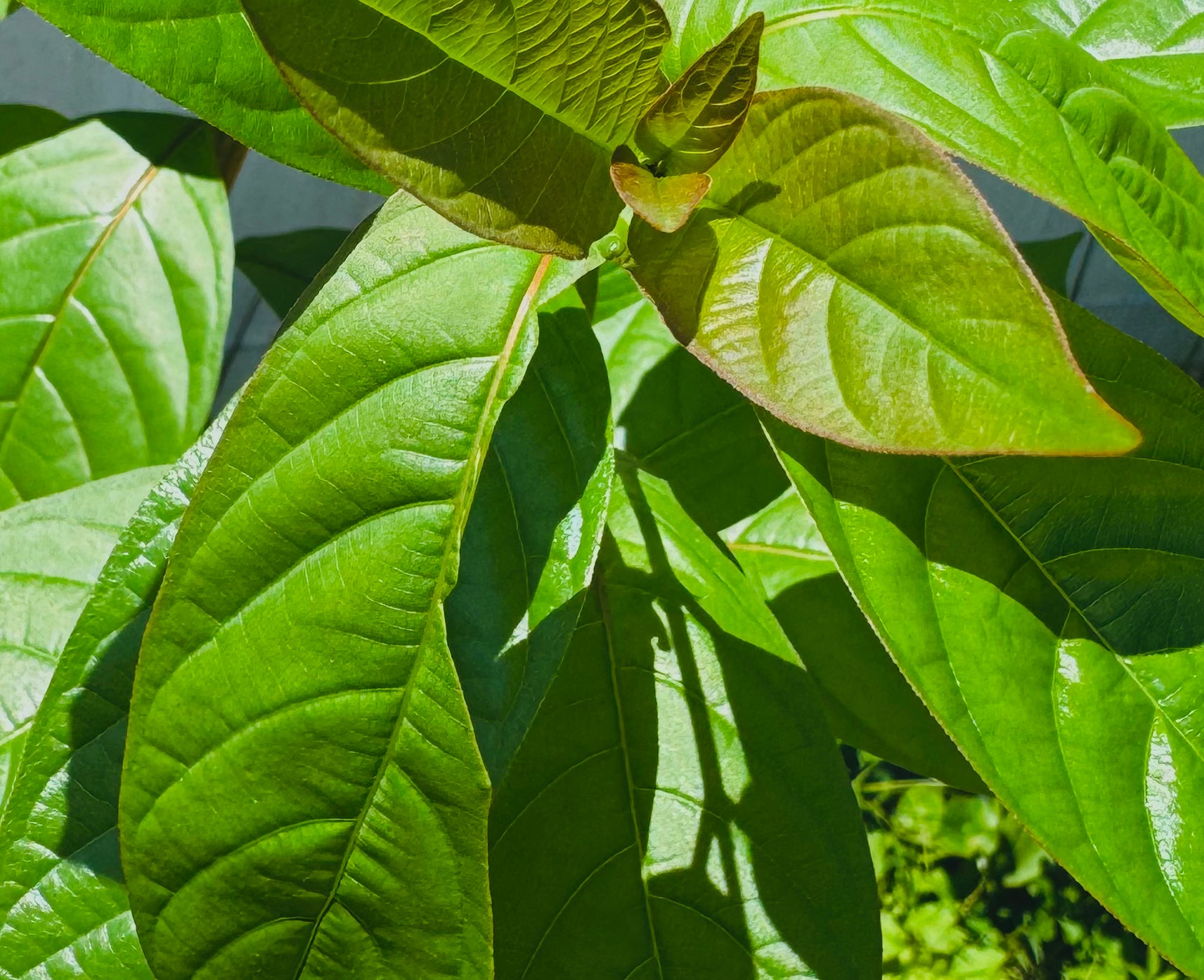 Buttonbush (Cephalanthus Occidentalis) – Butterfly Plant 3 Gallon