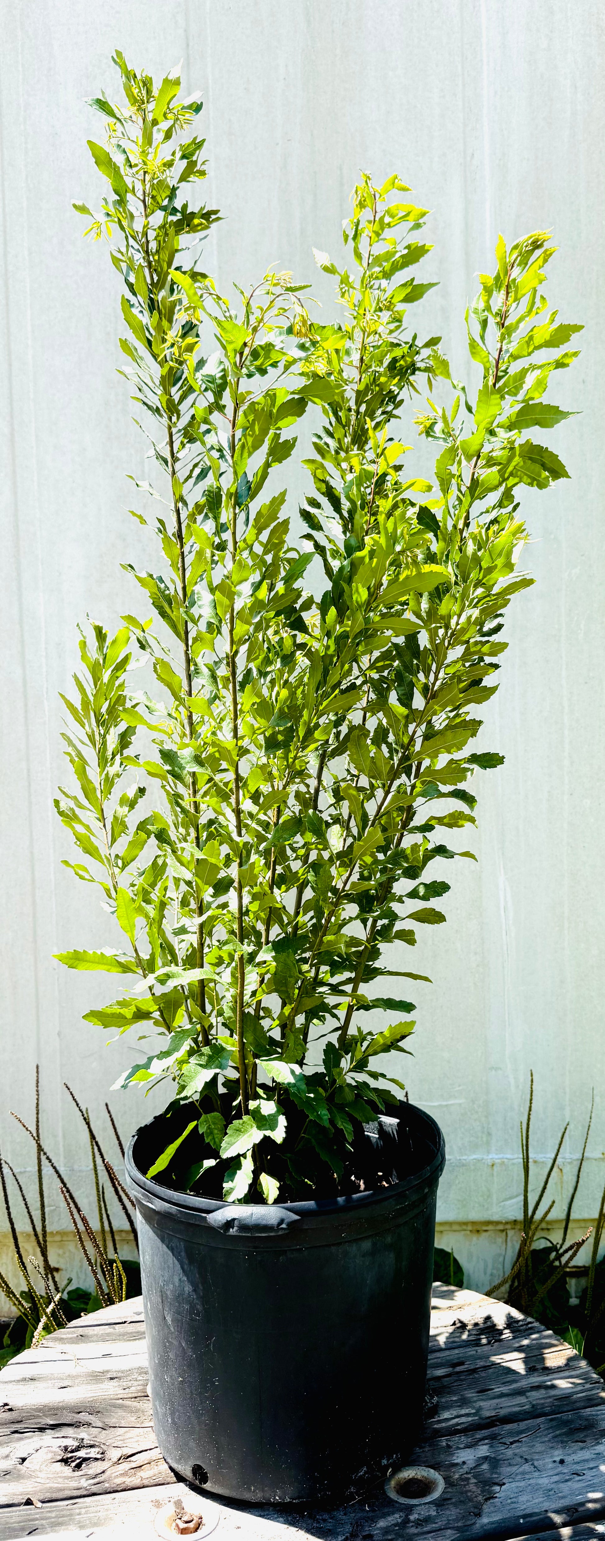 Wax Myrtle (Morella cerifera) 3 Gallon