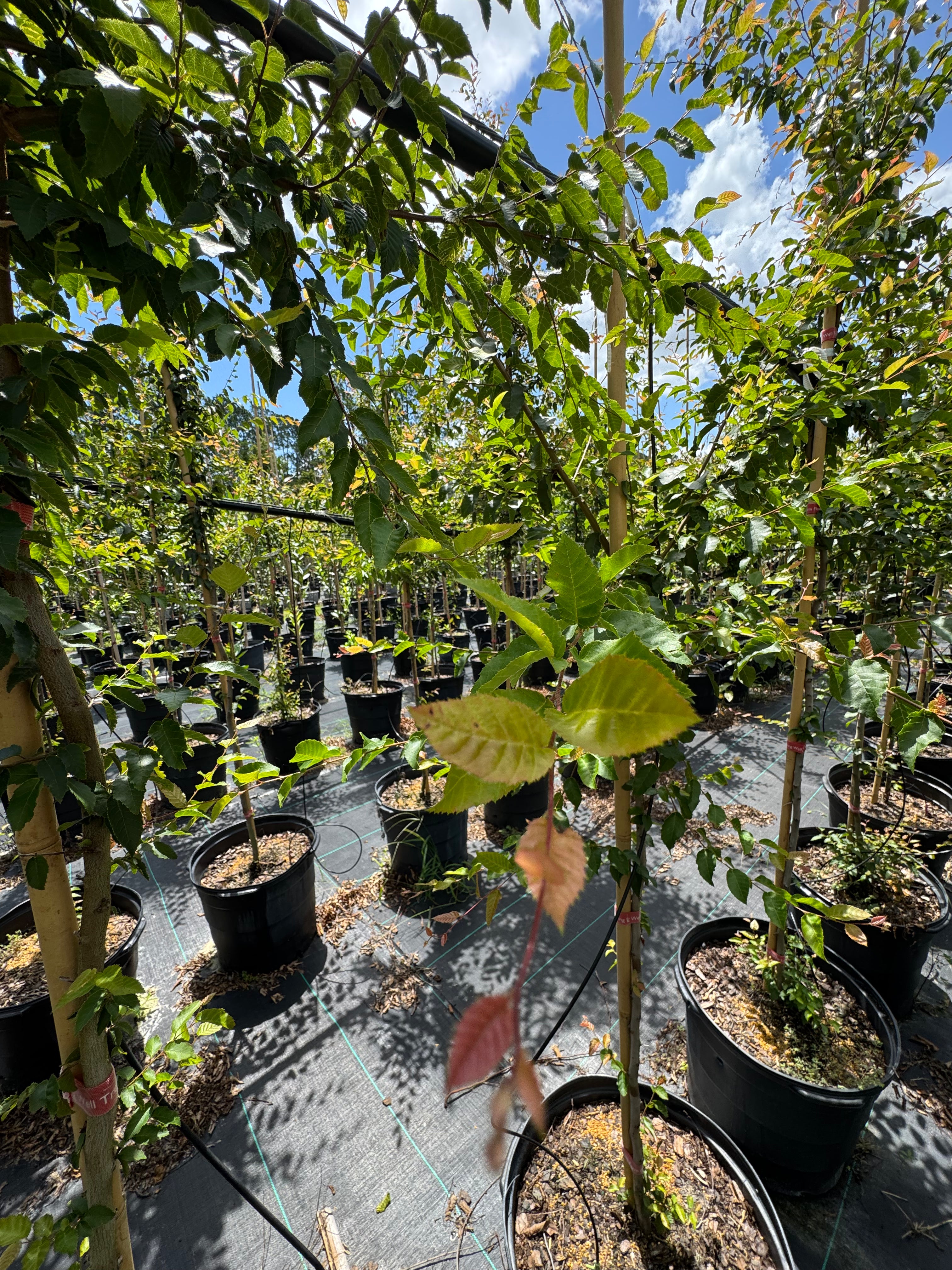 Green Ash (Fraxinus pennsylvanica)