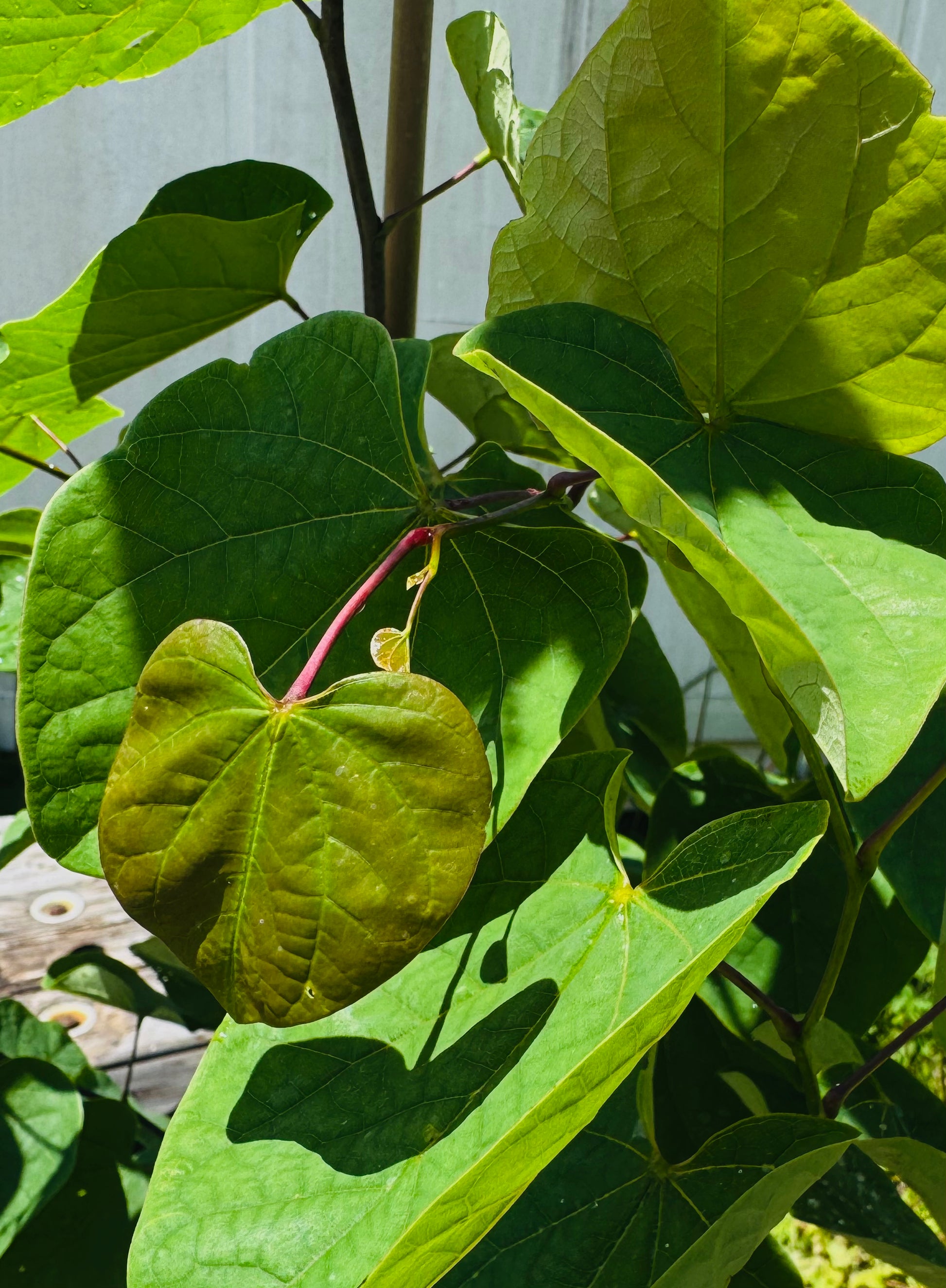 Eastern Redbud (Cercis Canadensis) Florida Native 3 & 15 Gallon