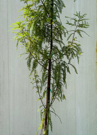 SUPER SALE Bald Cypress (Taxodium Distichum)