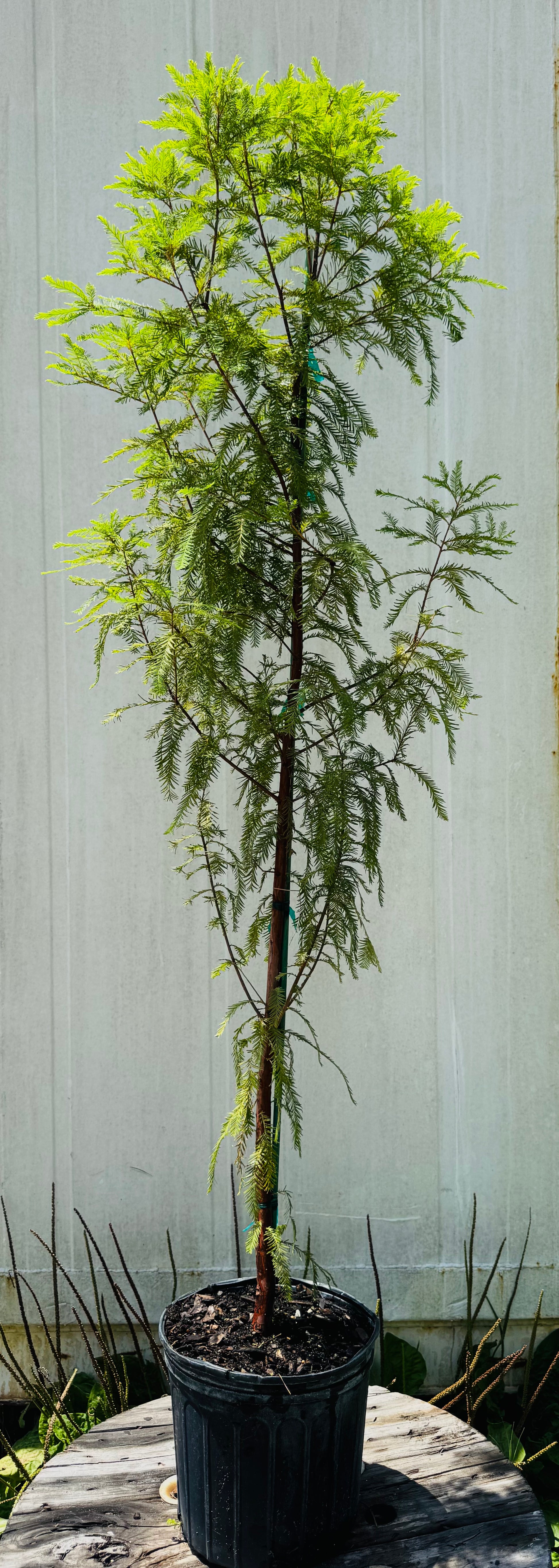 Bald Cypress (Taxodium Distichum) Florida Native 3 & 30 Gallon