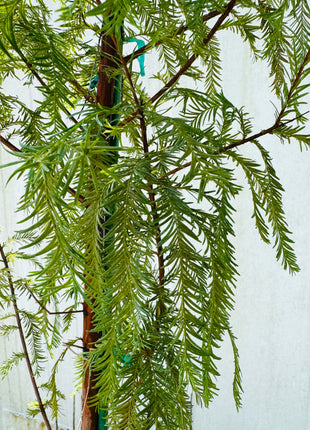 SUPER SALE Bald Cypress (Taxodium Distichum)
