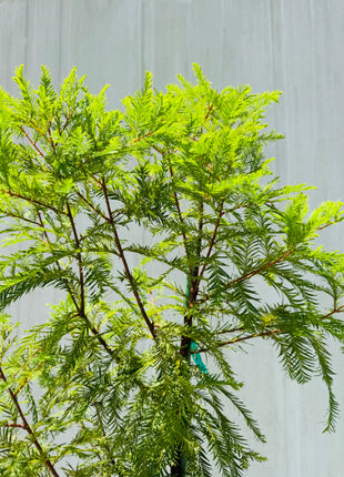 SUPER SALE Bald Cypress (Taxodium Distichum)