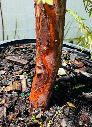 SUPER SALE Bald Cypress (Taxodium Distichum)