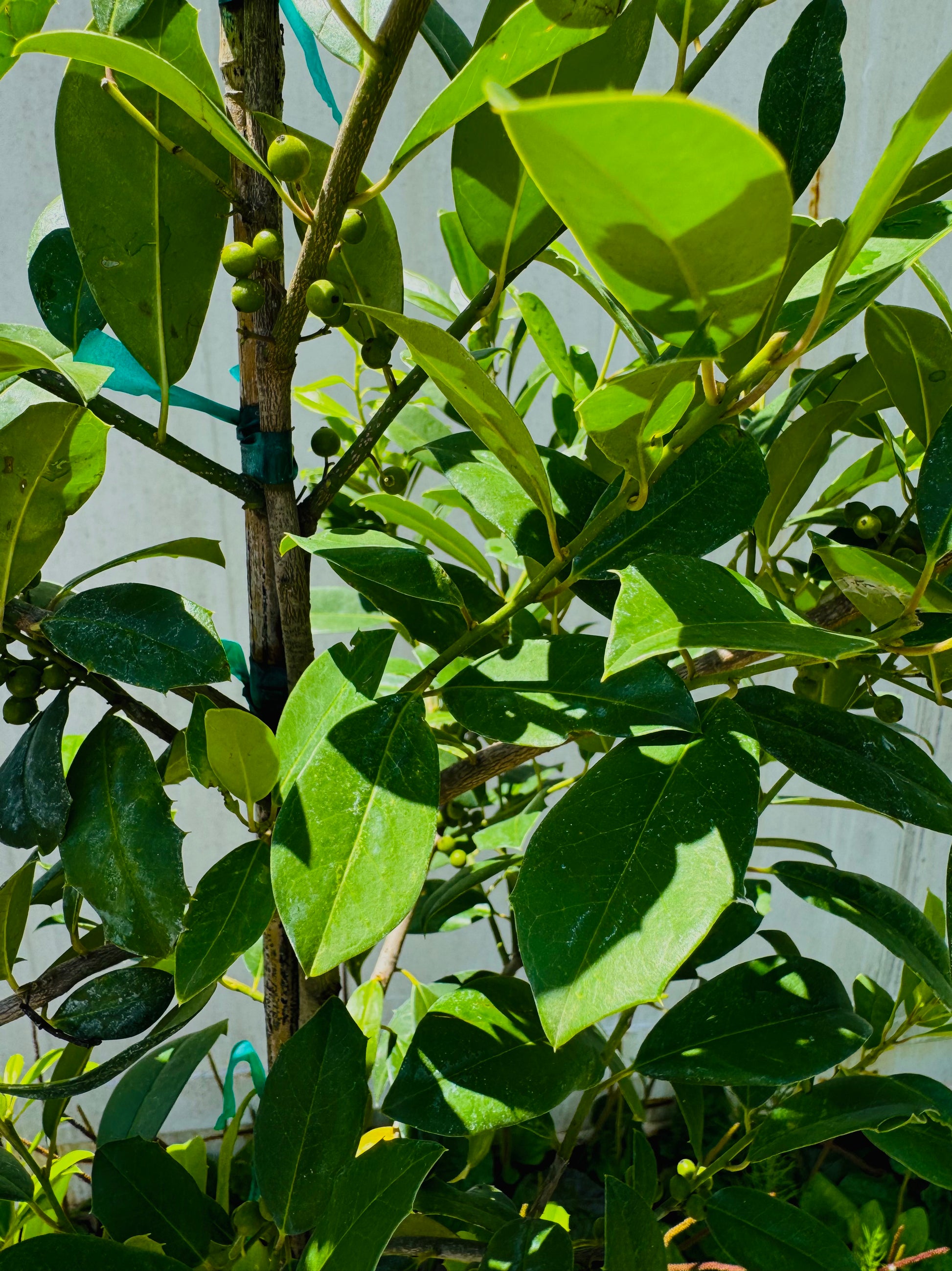 Eagleston Holly (Ilex X Attenuata)3, 15 & 30 Gallon