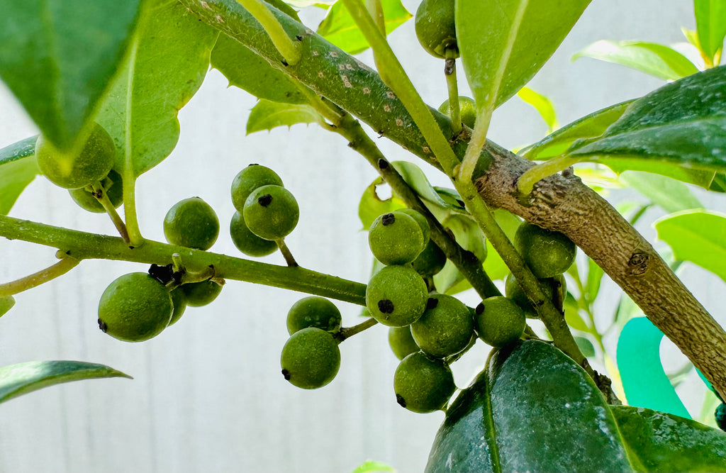 Eagleston Holly (Ilex X Attenuata)3, 15 & 30 Gallon