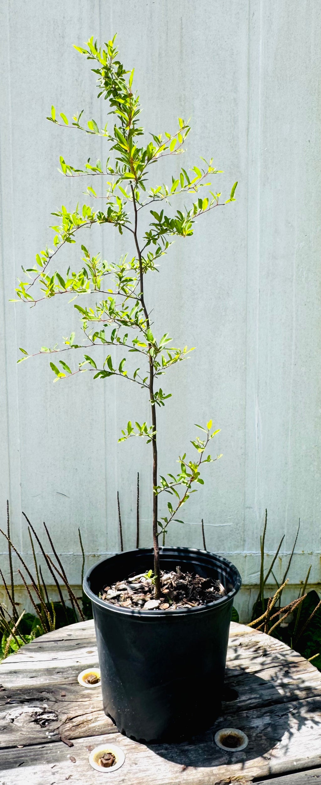 Pondspice (Litsea aestivalis)- 3 Gallon