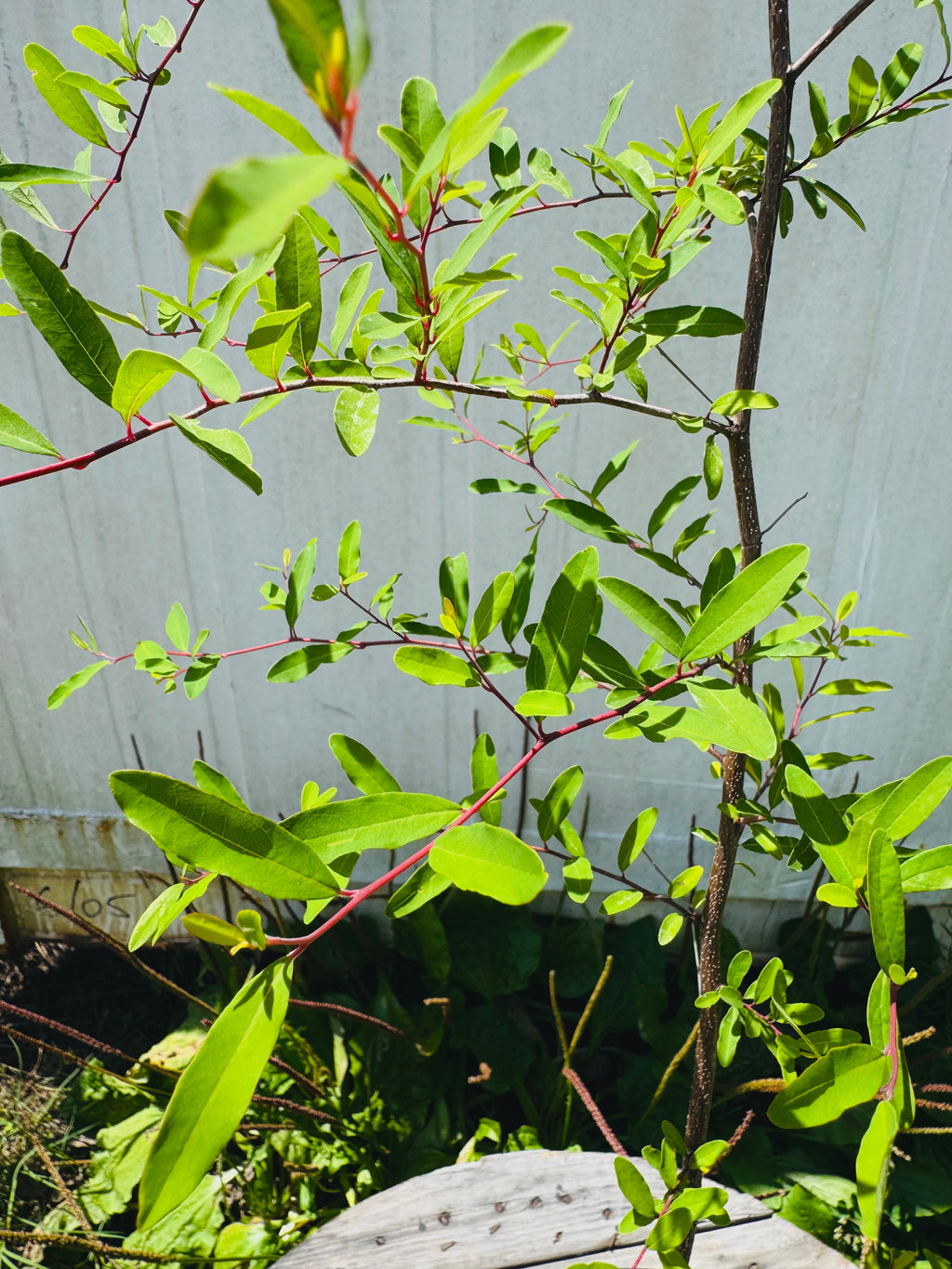 Pondspice (Litsea aestivalis)- 3 Gallon