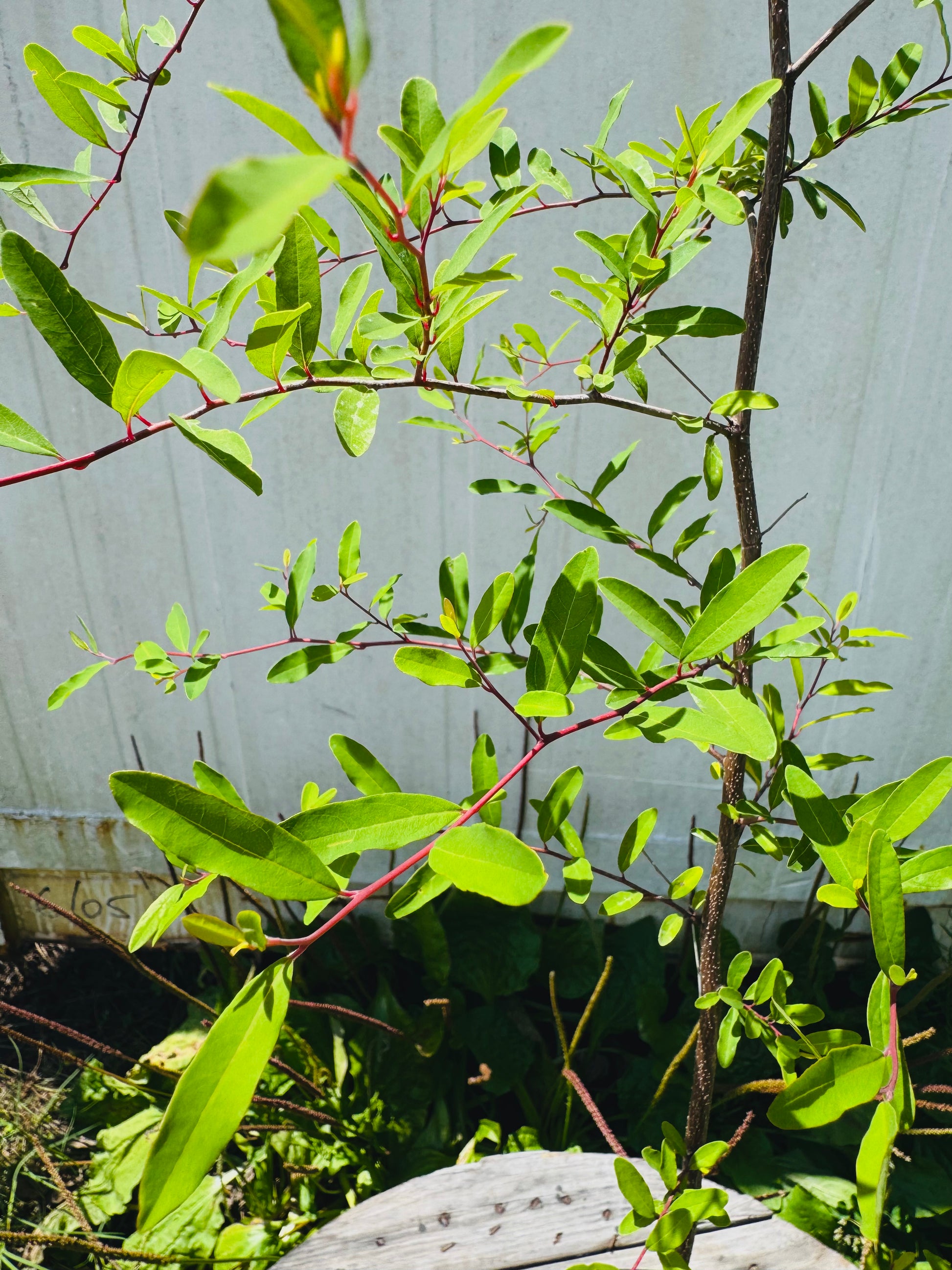 Pondspice (Litsea aestivalis)- 3 Gallon