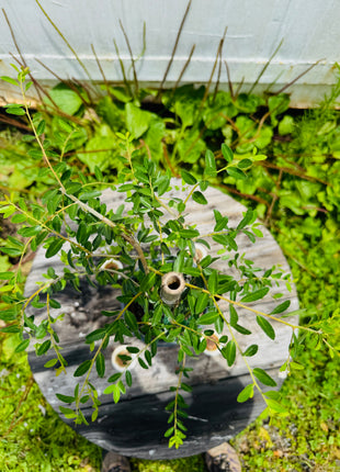 Weeping Yaupon Holly (Ilex vomitoria 'Pendula')