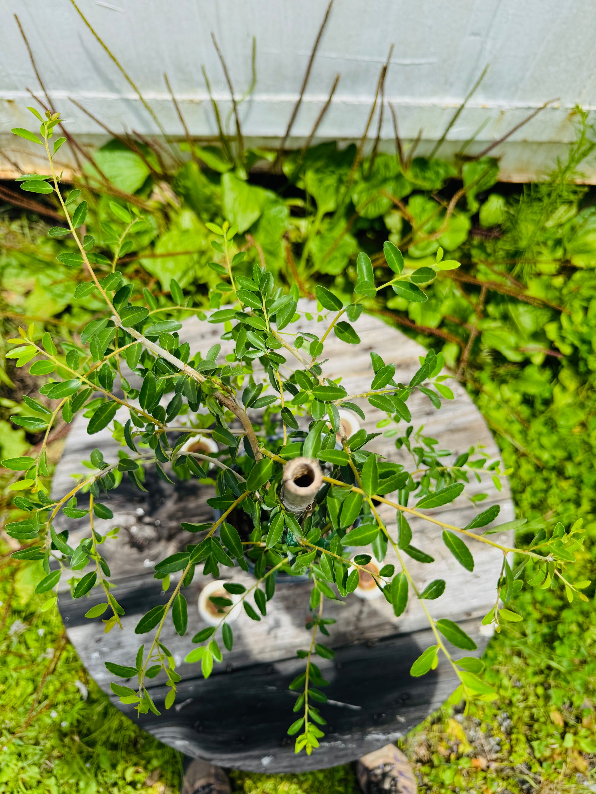 Weeping Yaupon Holly (Ilex vomitoria 'Pendula') 1 Gallon
