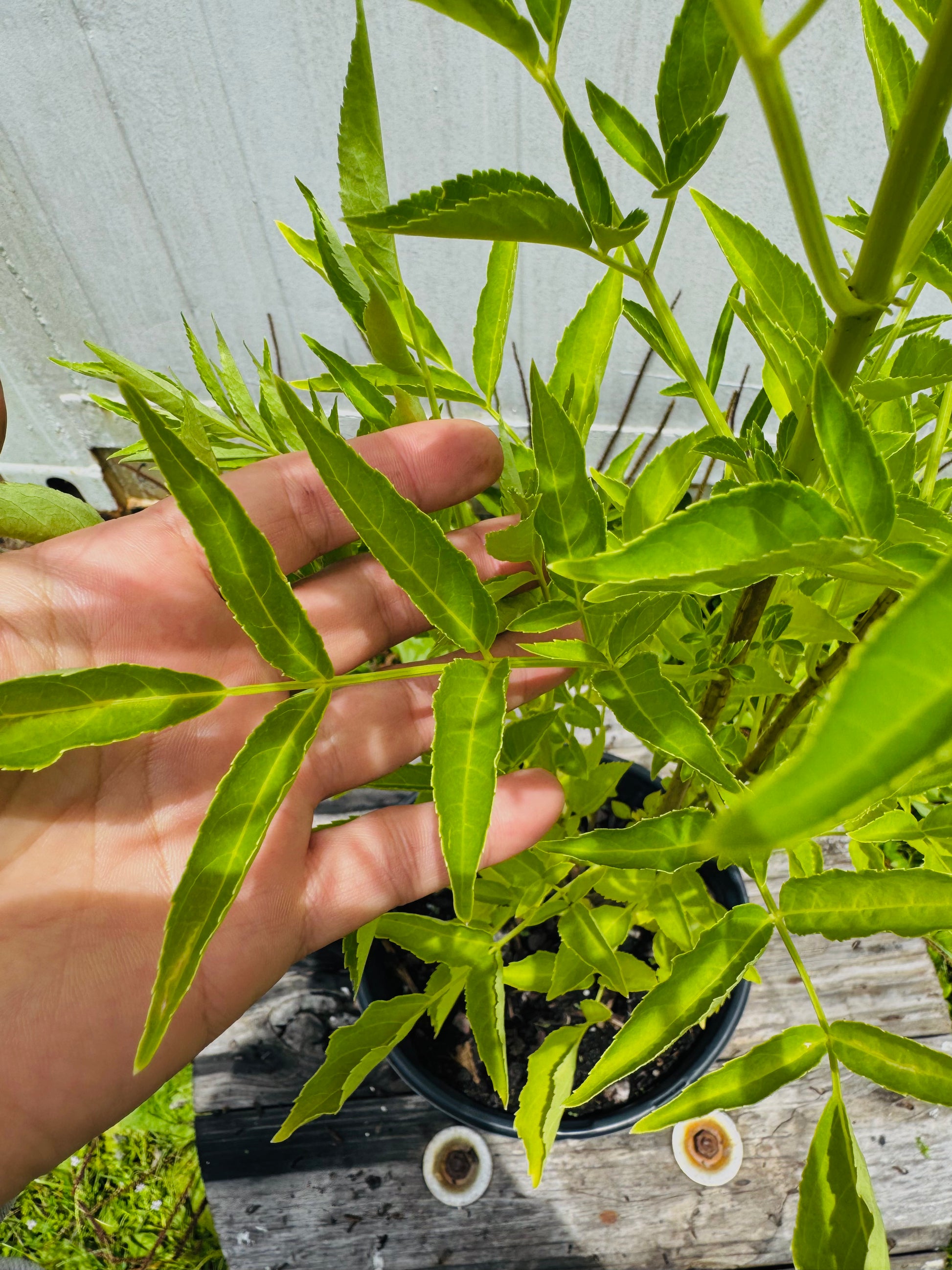 Florida Native Elderberry (Sambucus Nigra) 1 & 3 Gallon