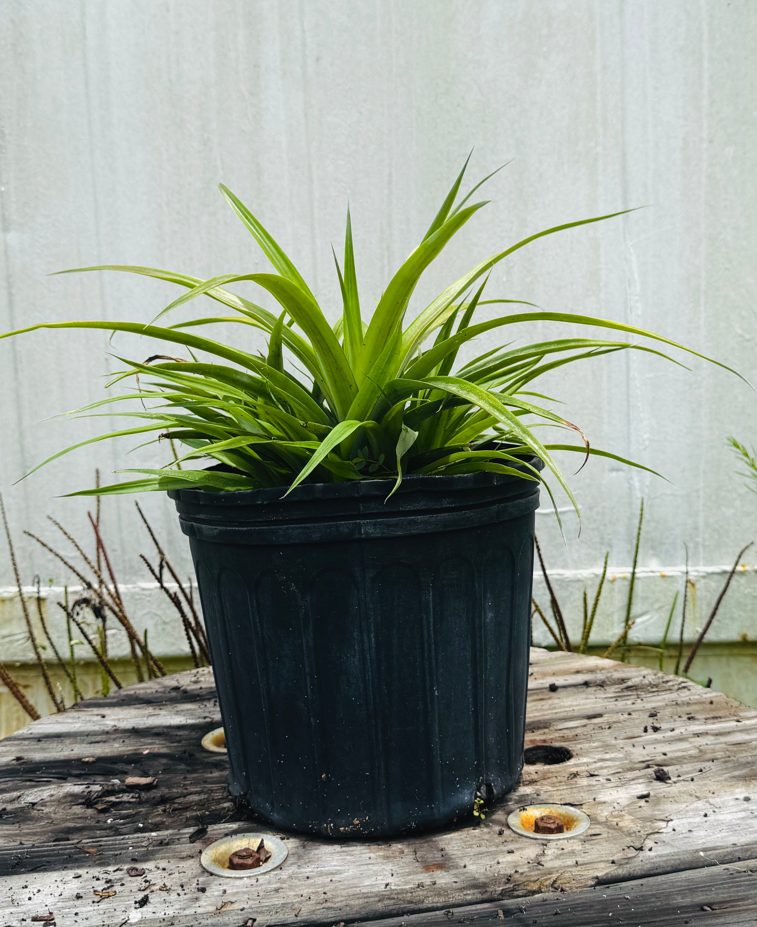 Pineapple White Jade (Ananas comosus) 3 Gallon