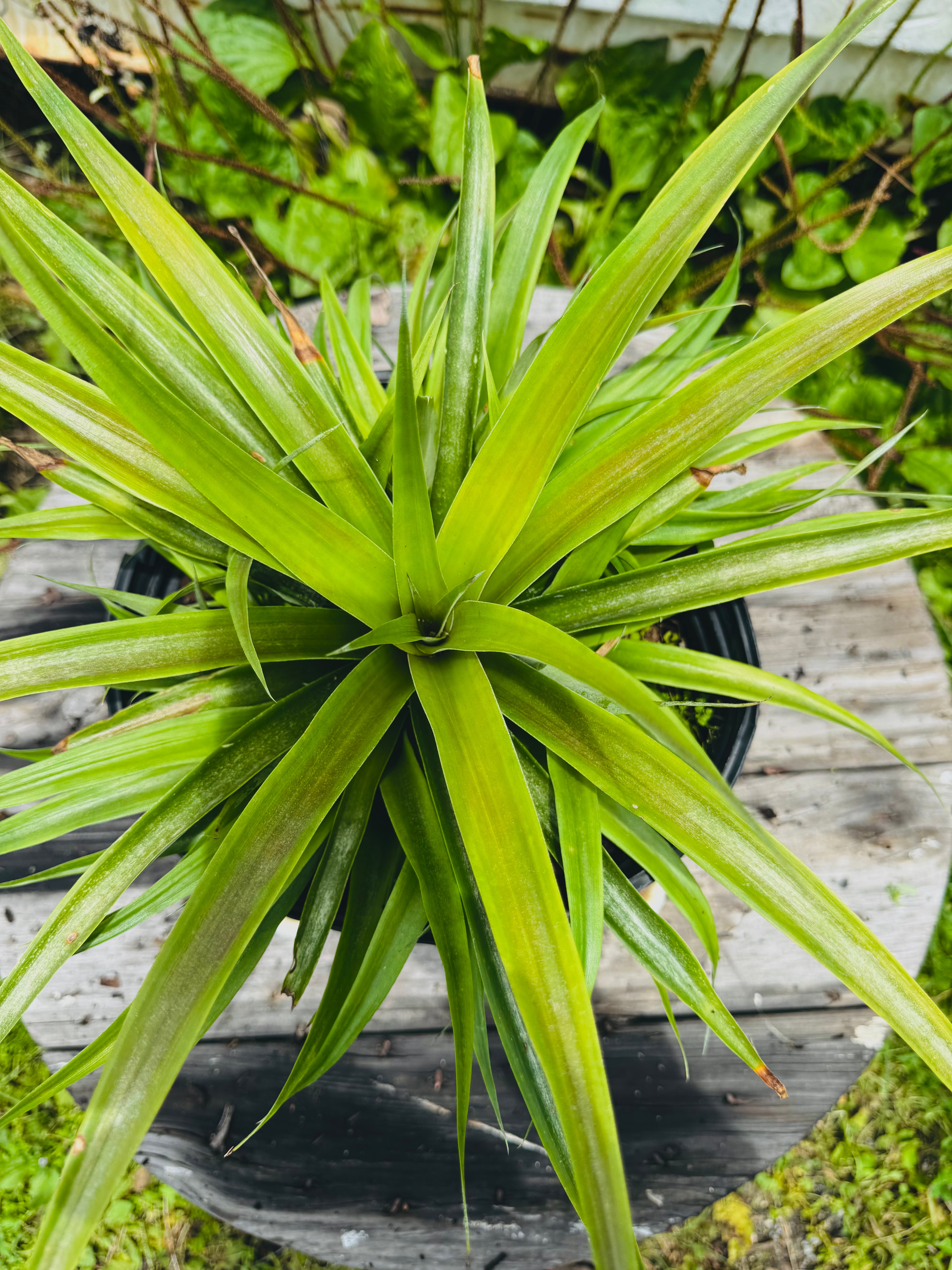 Pineapple White Jade (Ananas comosus) 1-2FT