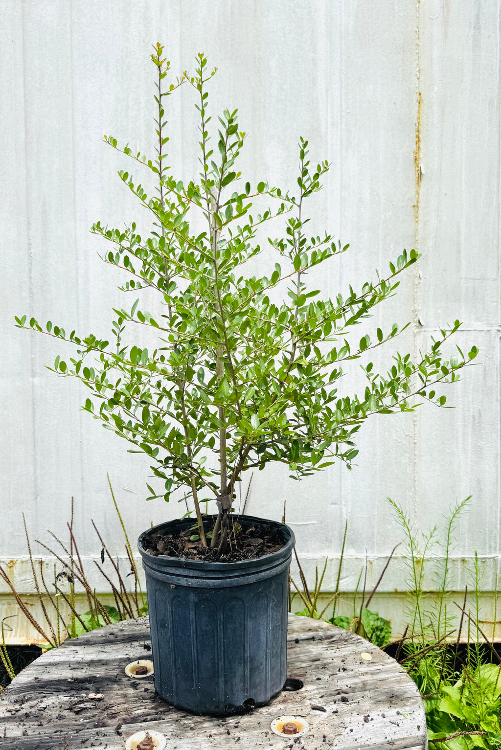 Yaupon Holly Florida Native Liner & 3 Gallon