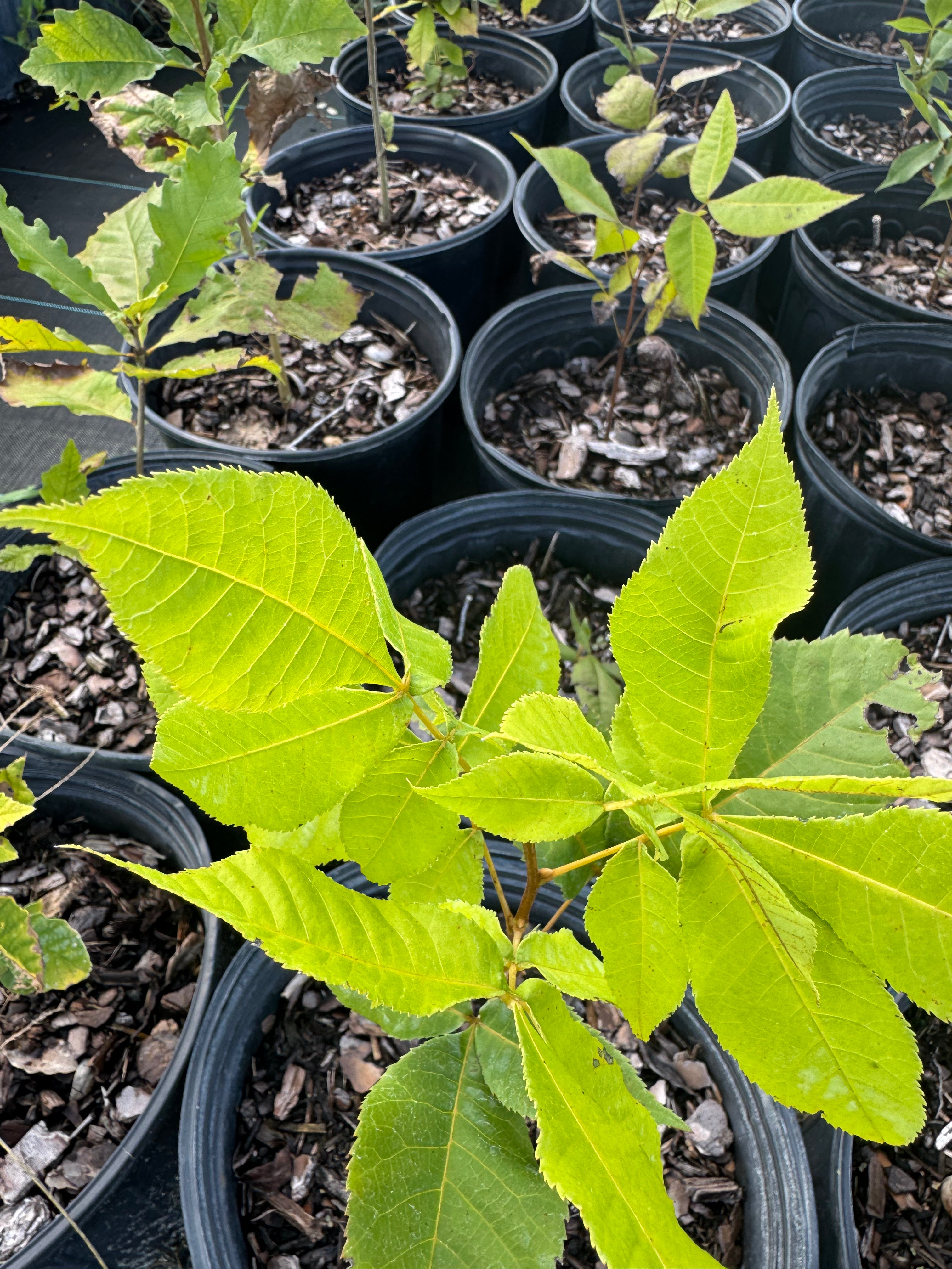 Pignut Hickory (Carya glabra)