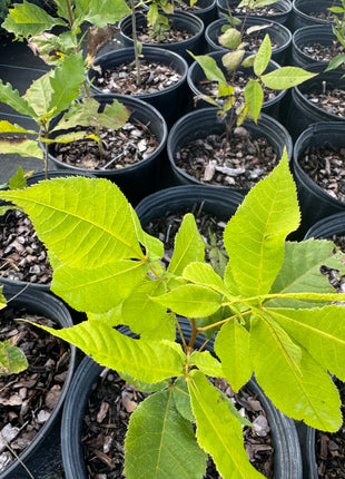Pignut Hickory (Carya glabra)
