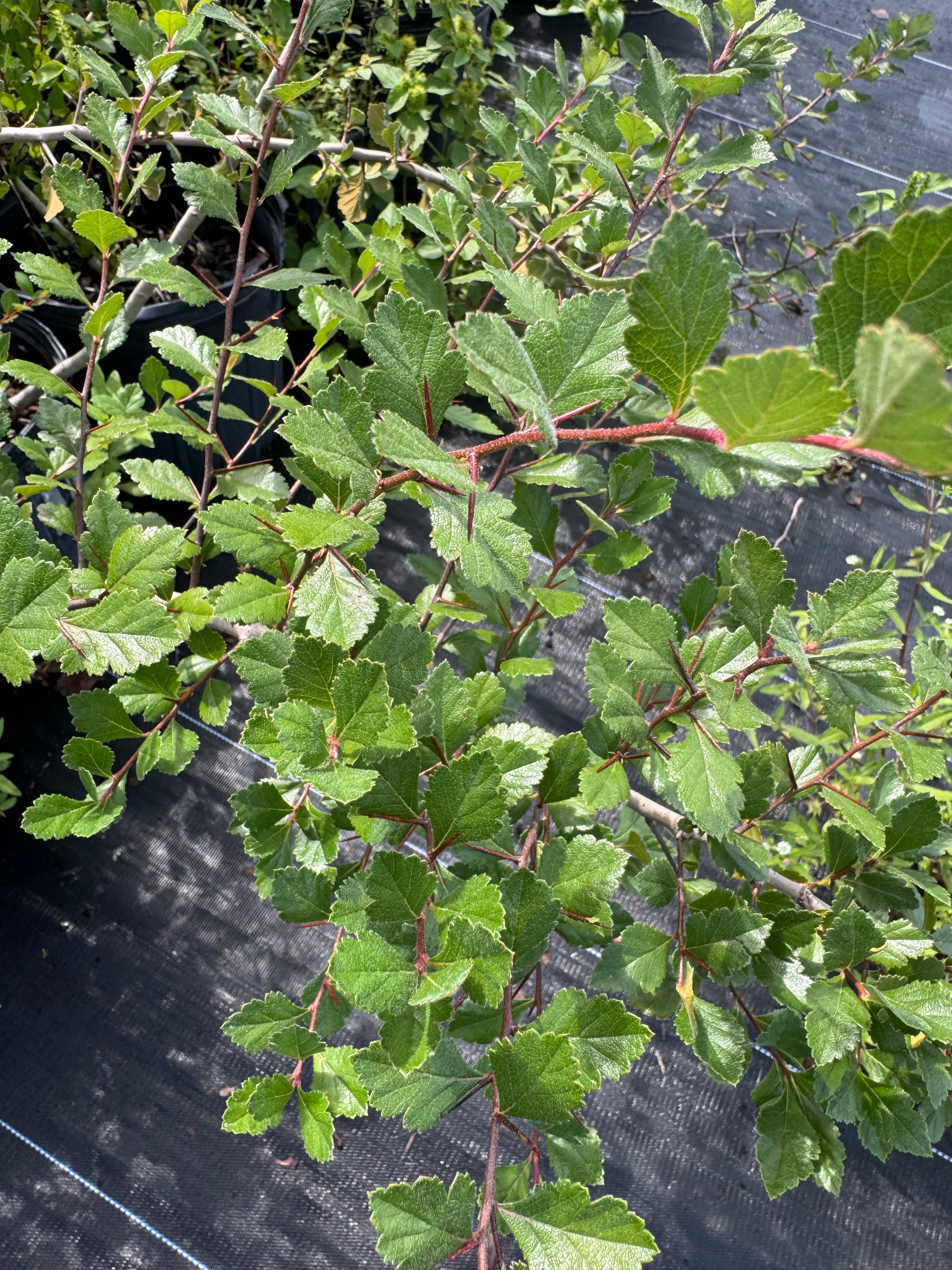 American Hawthorn (Crataegus)