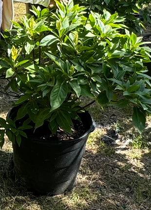 Anise Florida Red (Illicium floridanum) Coming Back Soon