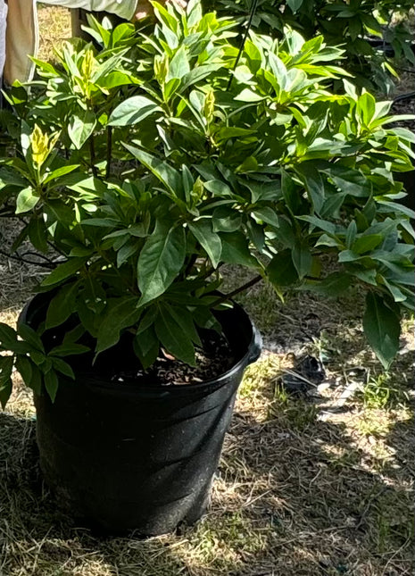 Anise Florida Red (Illicium floridanum) Sold Out Coming Back Soon