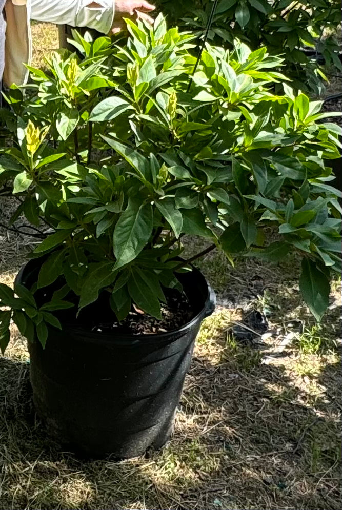 Anise Florida Red (Illicium floridanum) Sold Out Coming Back Soon 3 Gallon