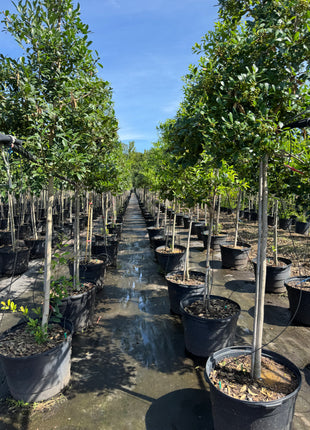 Eagleston Holly (Ilex X Attenuata)