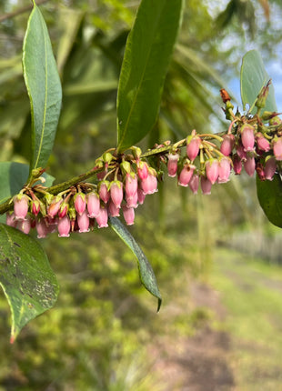 Native Doghobble (Agarista Populifolia)