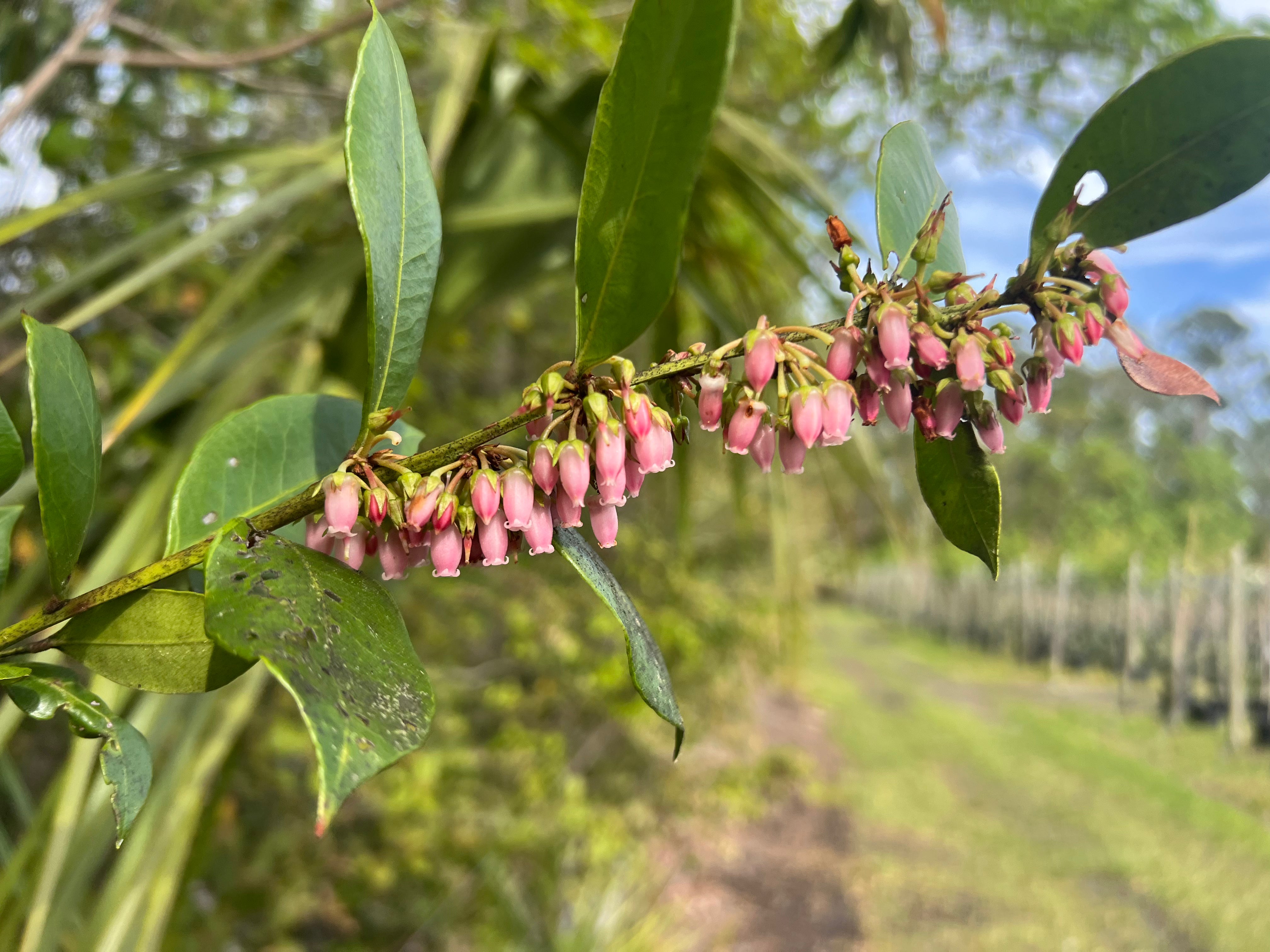 Florida Native DogHobble (Agarista Populifolia)Liner &amp; 1 Gallon
