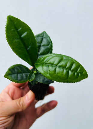 Camellia Tea Plant (Camellia Sinensis) Coming Back Soon