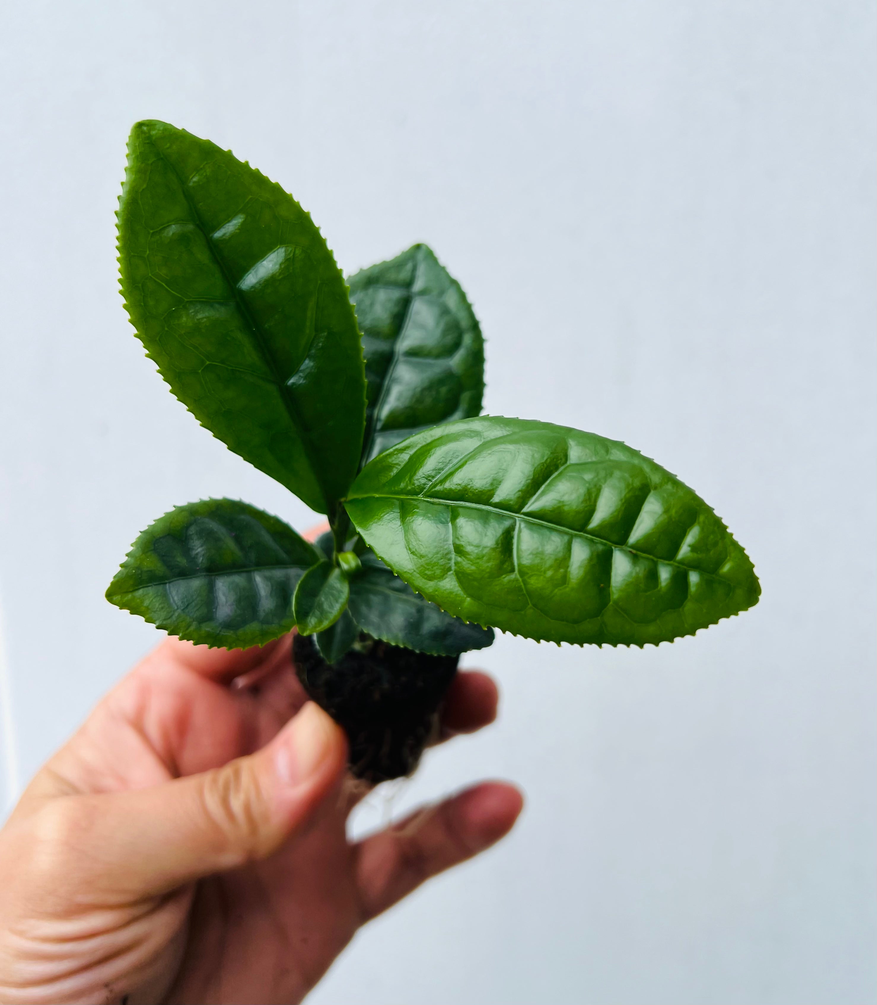 Camellia Tea Plant (Camellia Sinensis) 3 Gallon