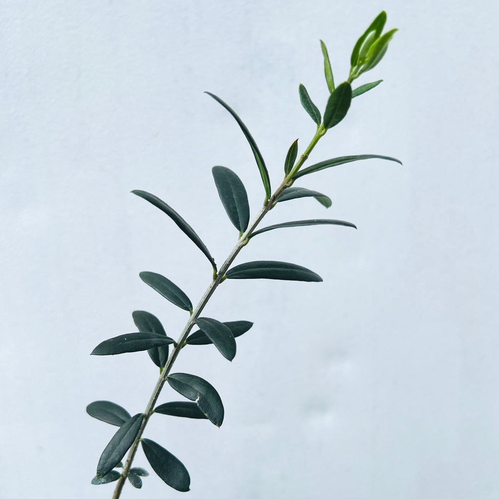 Arbequina Olive Tree (Olea europaea 'Arbequina') 15 & 30 Gallon