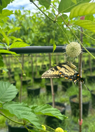 Buttonbush (Cephalanthus Occidentalis) –"Butterfly Plant"