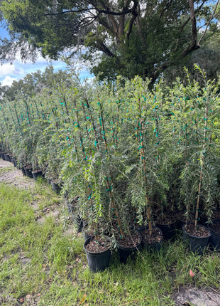 Weeping Bottlebrush Tree (Callistemon Viminalis weeping)