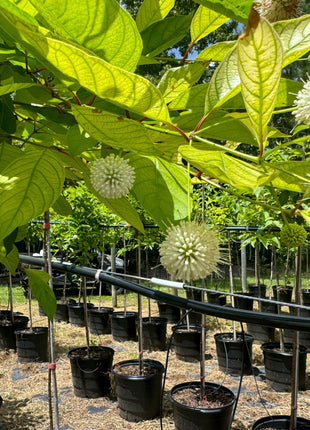 Buttonbush (Cephalanthus Occidentalis) –"Butterfly Plant"