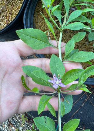 Goji Berry (Lycium barbarum)