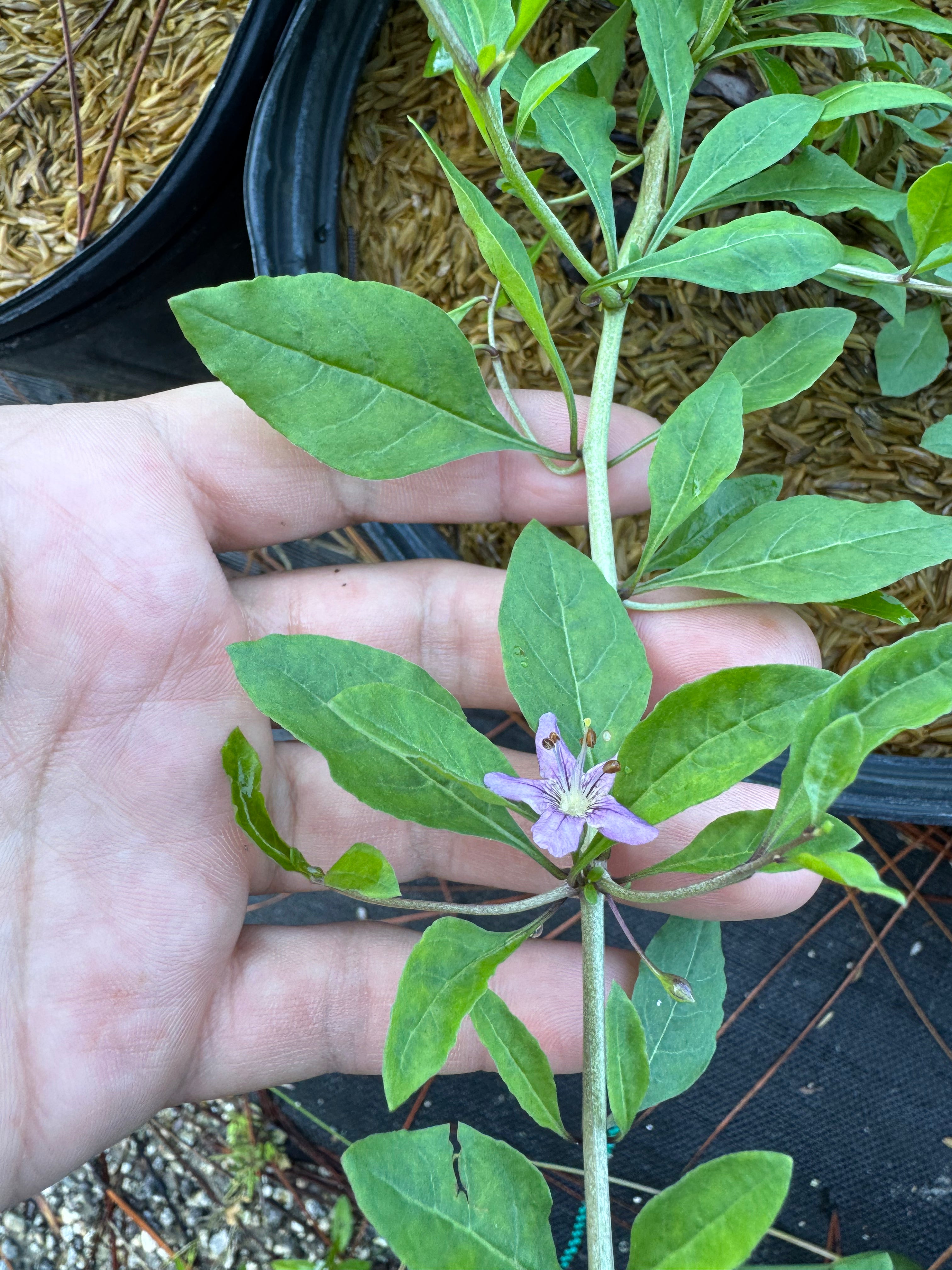 Goji Berry (Lycium barbarum) 3-4FT