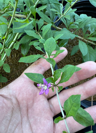 Goji Berry (Lycium barbarum)