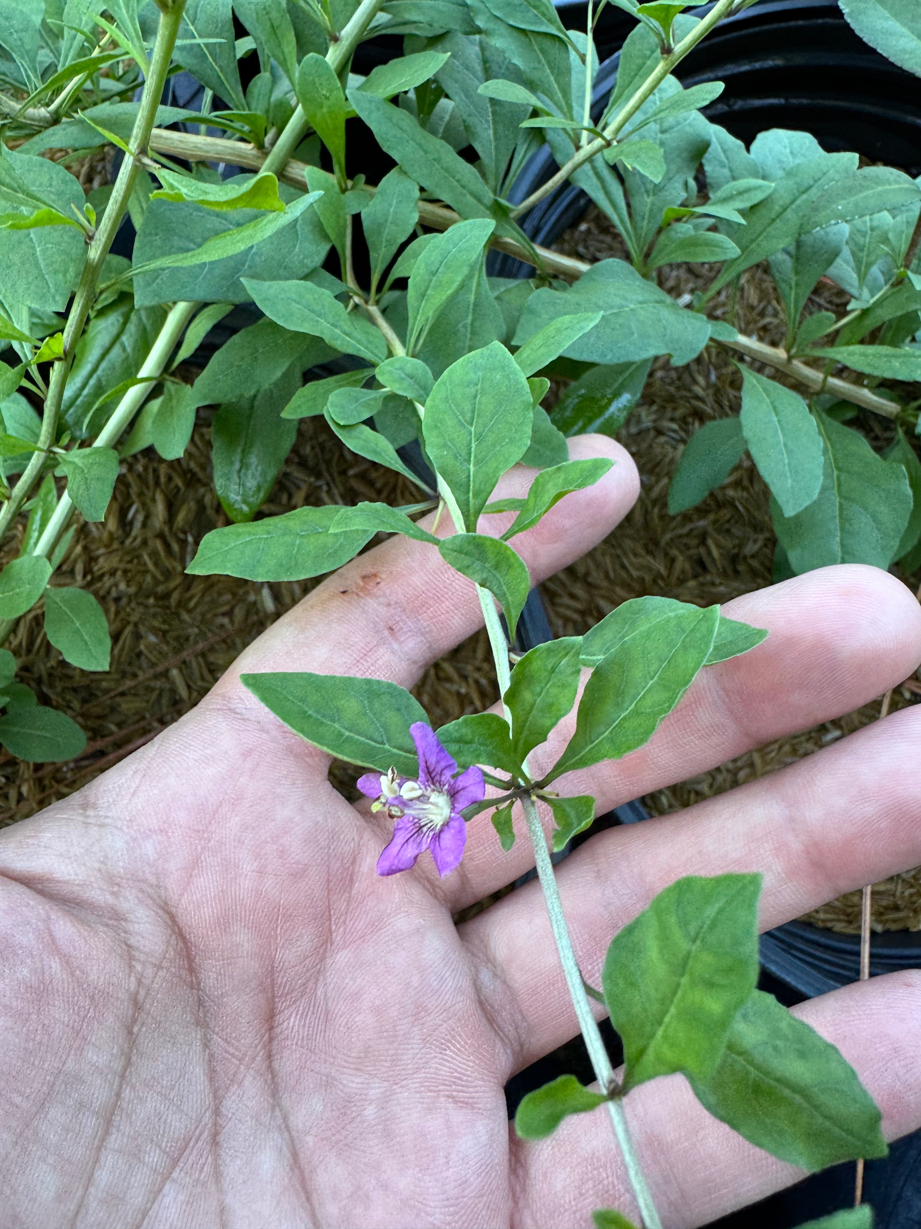Goji Berry (Lycium barbarum) 3-4FT