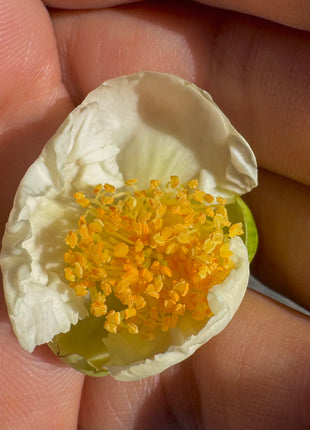 Camellia Tea Plant (Camellia Sinensis) Coming Back Soon