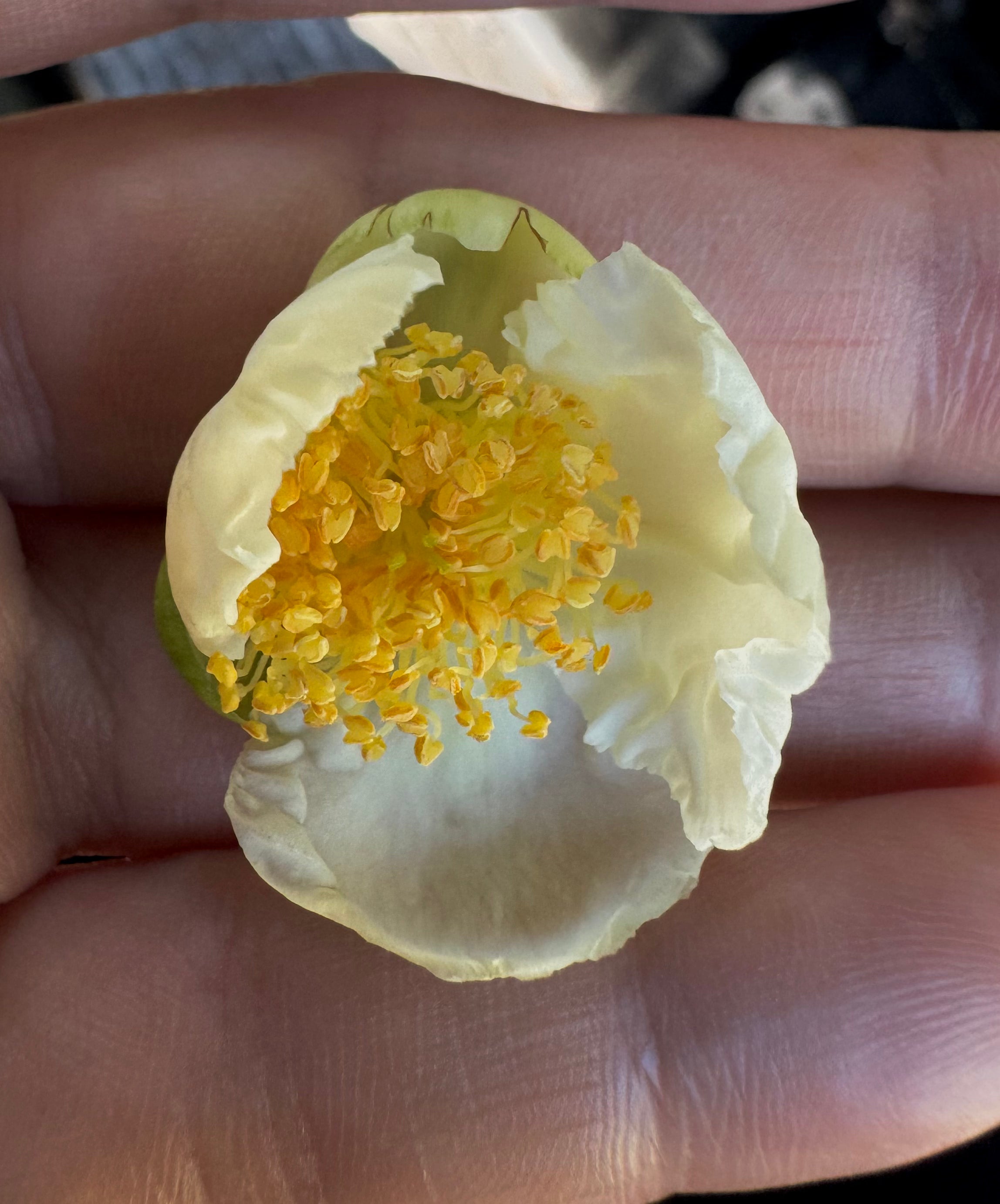 Camellia Tea Plant (Camellia Sinensis) Coming Back Soon