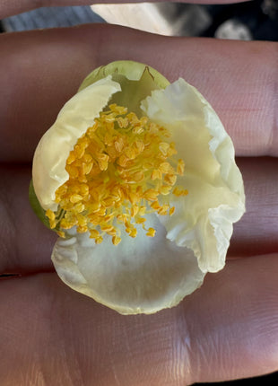 Camellia Tea Plant (Camellia Sinensis) Coming Back Soon
