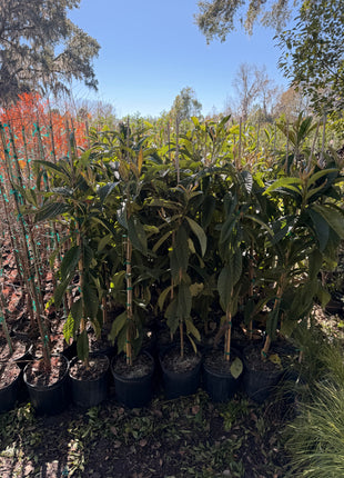 Loquat (Eriobotrya Japonica)