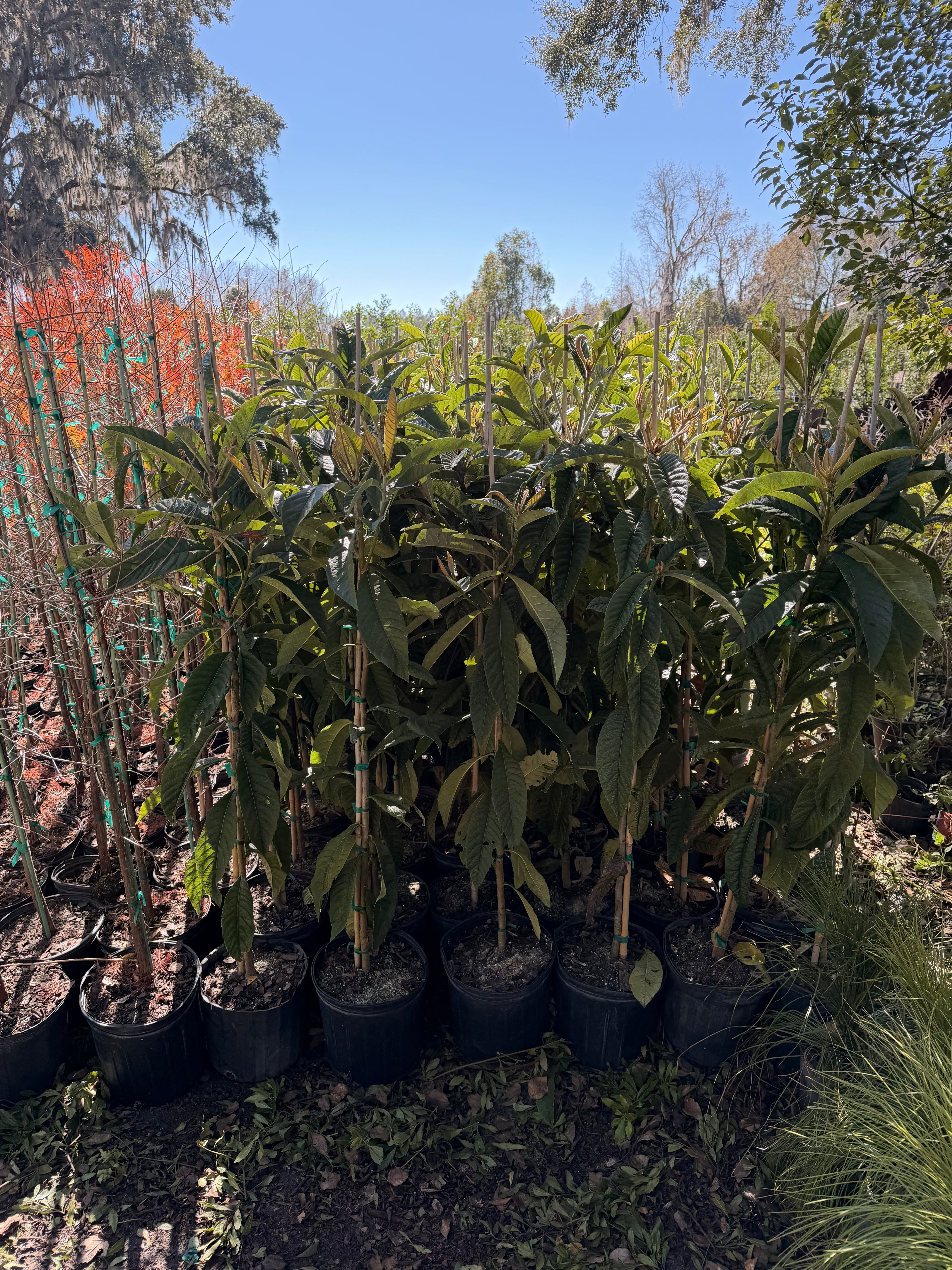 Loquat (Eriobotrya Japonica)