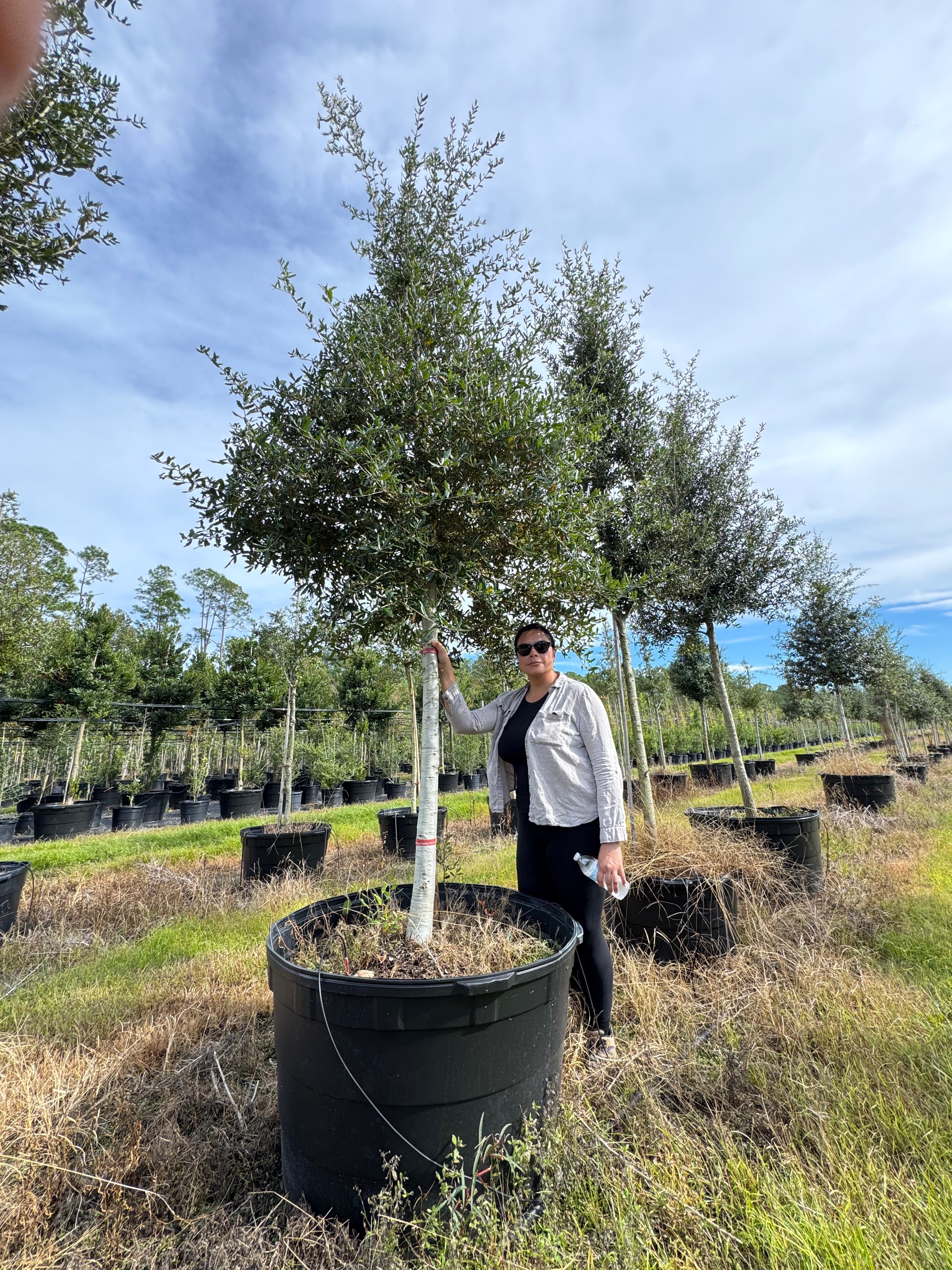 Live Oak (Quercus Virginiana)