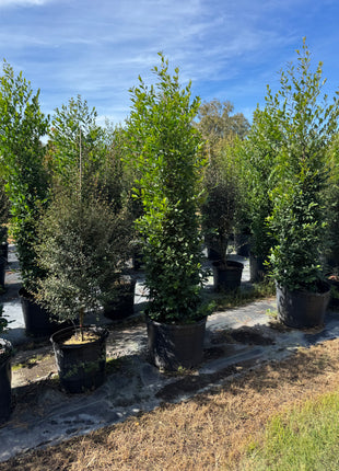 Cherry Laurel (Prunus Laurocerasus)