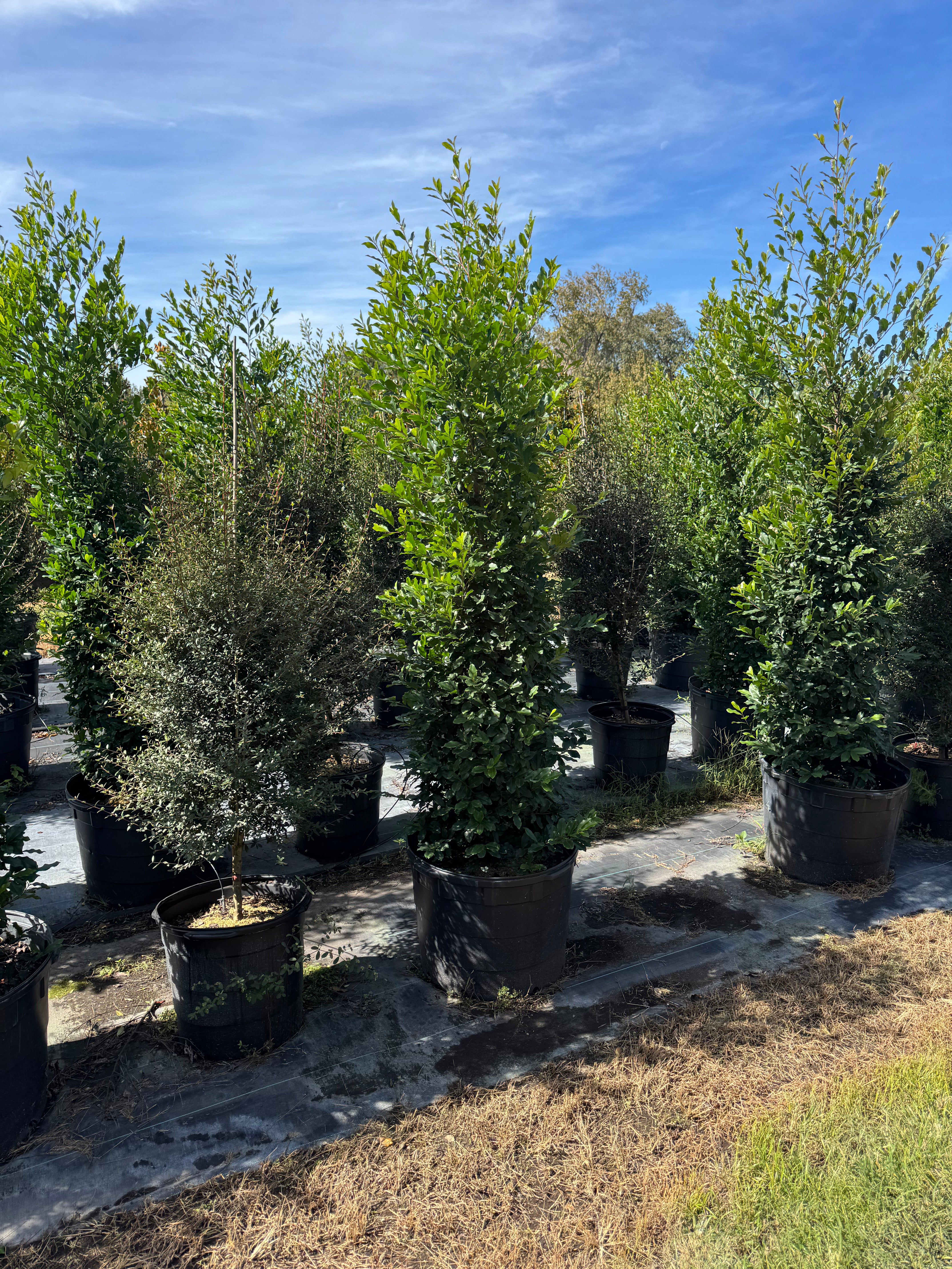 Cherry Laurel (Prunus Laurocerasus)