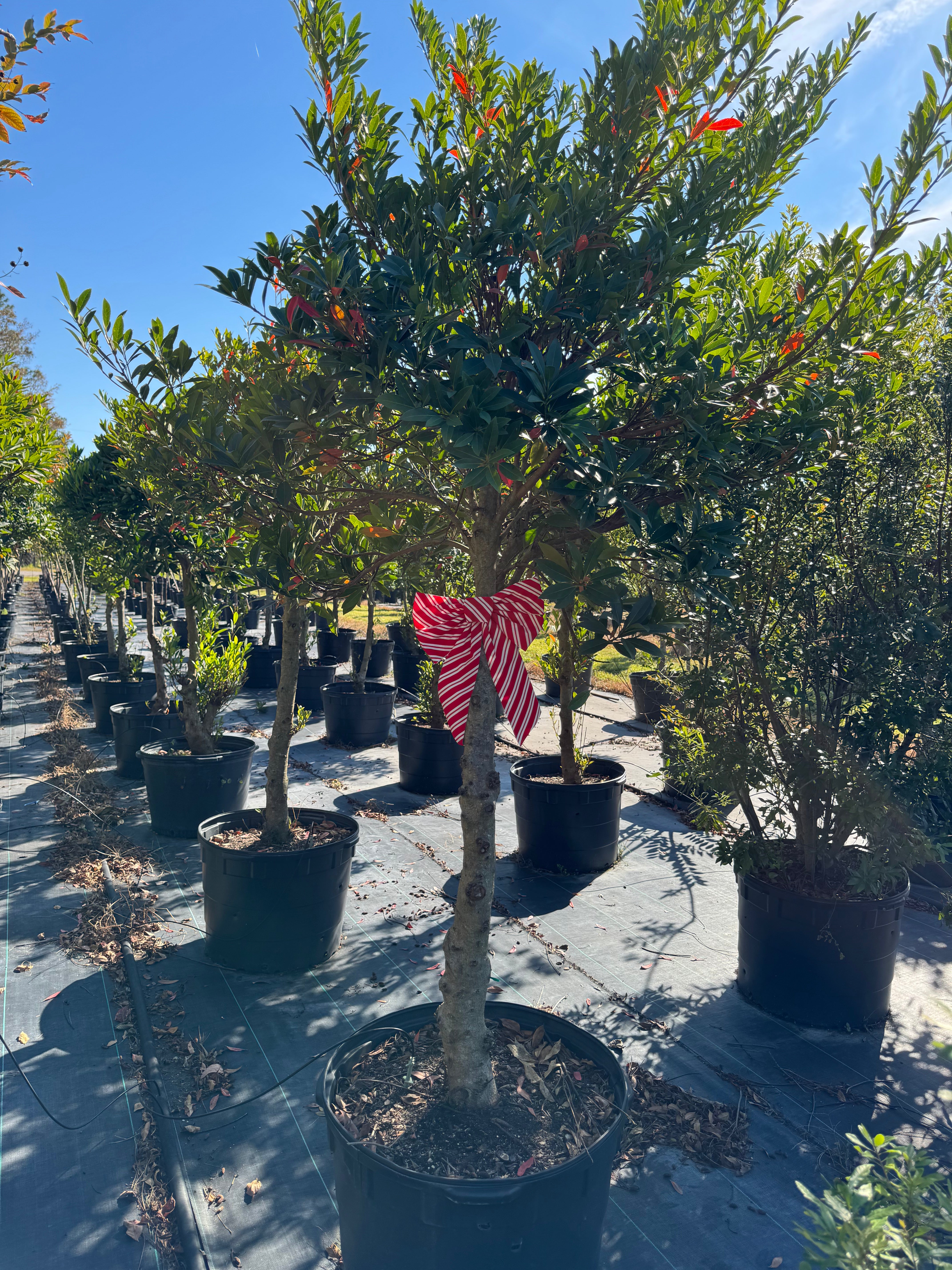 Japanese Blueberry Tree (Elaeocarpus Decipiens)