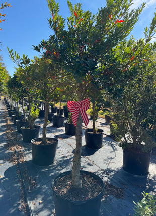Japanese Blueberry Tree (Elaeocarpus Decipiens)