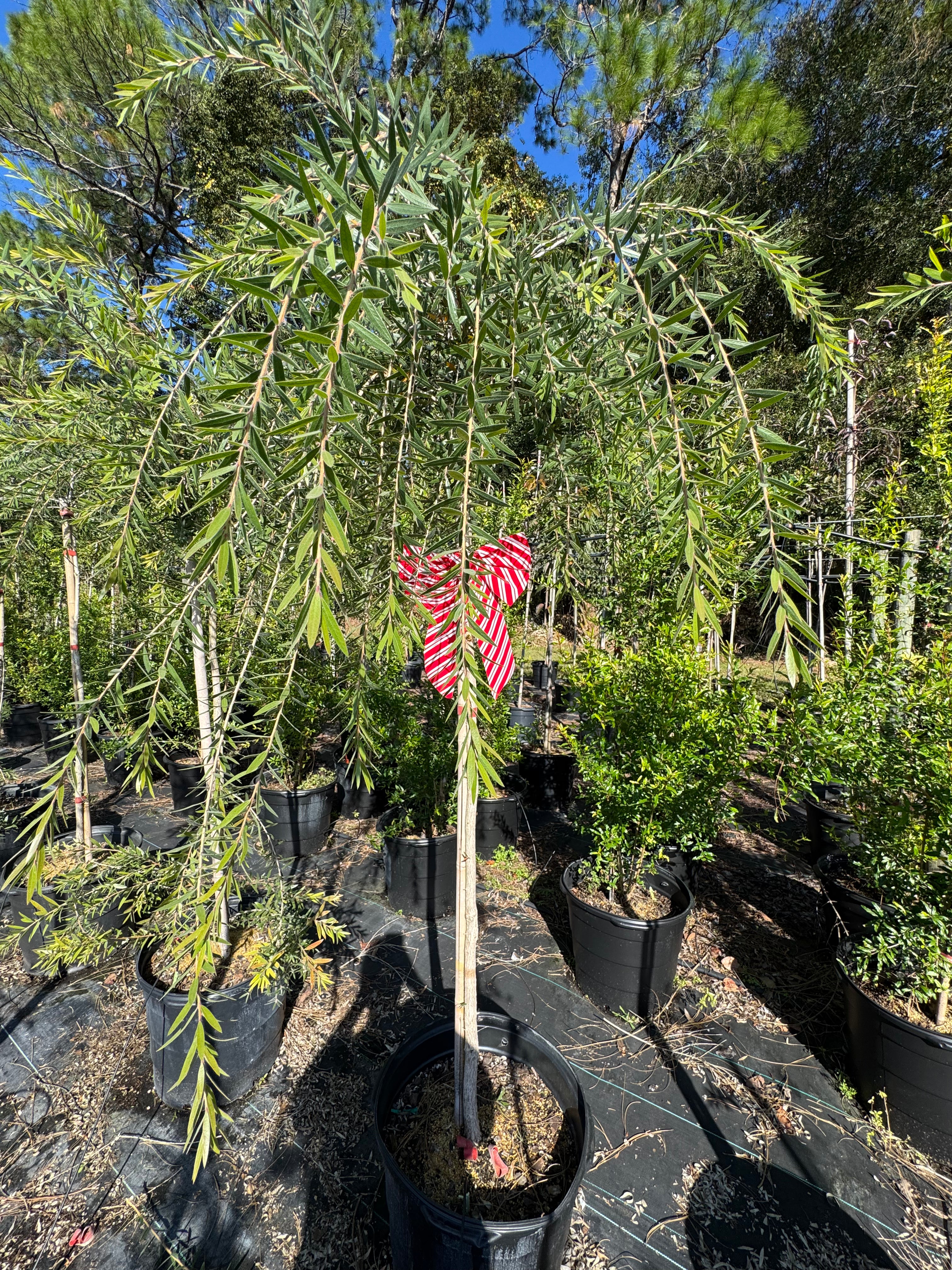 Weeping Bottlebrush Tree (Callistemon Viminalis weeping)